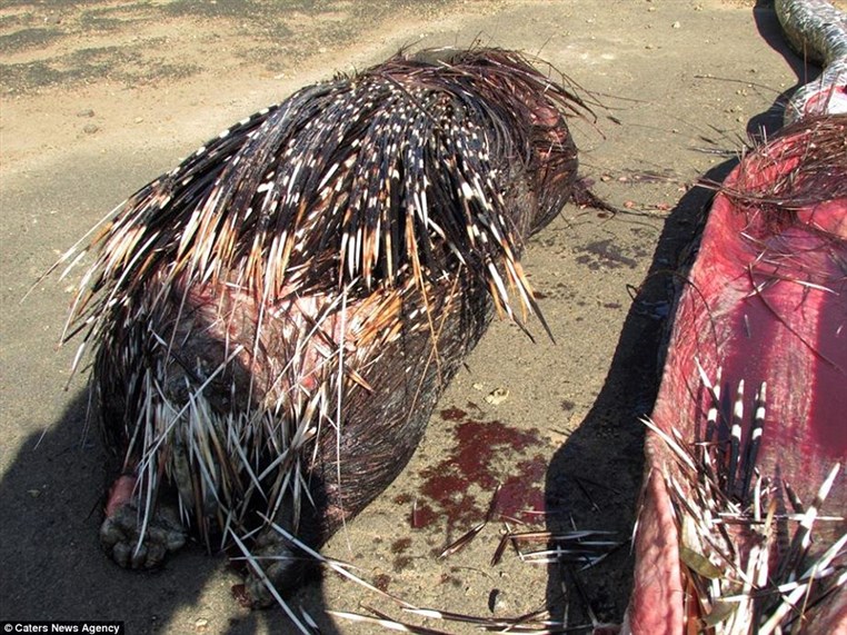 African rock Python eats a 13.8 kg Porcupine and dies